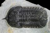 Bargain, Morocconites Trilobite Fossil - Morocco #127474-1